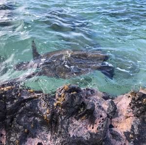 Meet your Posher, Denise